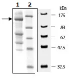 SDS-PAGE - Recombinant Human ULK1 protein (DDDDK tag N-Terminus) (AB95322)