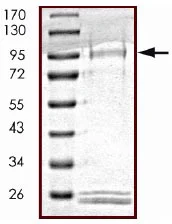 SDS-PAGE - Recombinant human ULK2 protein (GST tag N-Terminus) (AB125622)