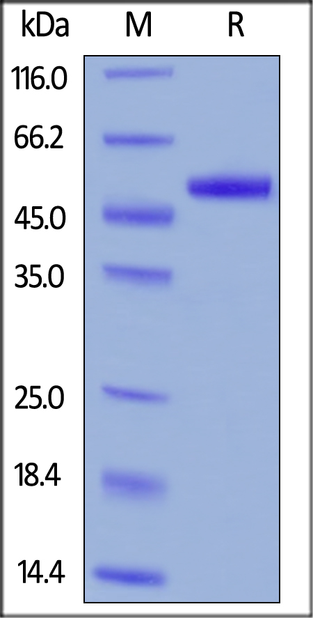 Recombinant Human uPA protein