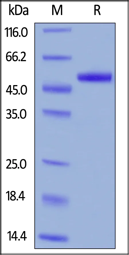 SDS-PAGE - Recombinant Human uPA protein (AB167714)