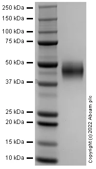 SDS-PAGE - Recombinant Human UPAR Protein (Active) (AB290079)