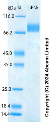SDS-PAGE - Recombinant Human uPAR Protein Standard (His tag) (AB316622)