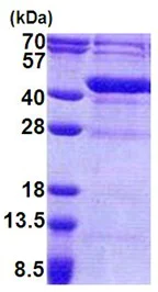 SDS-PAGE - Recombinant Human UPRT protein (His tag N-Terminus) (AB171683)