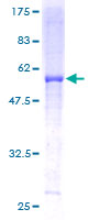 SDS-PAGE - Recombinant Human UQCRFS1/RISP protein (GST tag N-Terminus) (AB159787)