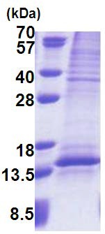SDS-PAGE - Recombinant Human UQCRQ protein (denatured) (His tag N-Terminus) (AB171691)
