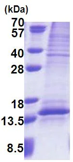 SDS-PAGE - Recombinant Human UQCRQ protein (denatured) (His tag N-Terminus) (AB171691)