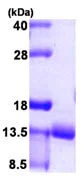 SDS-PAGE - Recombinant Human Urm1 protein (AB105598)