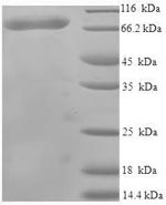SDS-PAGE - Recombinant Human USH1C/Harmonin protein (Tagged) (AB239541), expandable thumbnail