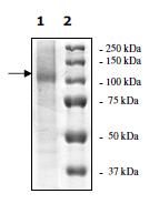 SDS-PAGE - Recombinant human USP10 protein (AB198669), expandable thumbnail