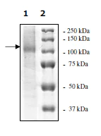 SDS-PAGE - Recombinant human USP10 protein (AB198669)