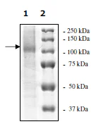 SDS-PAGE - Recombinant human USP10 protein (DDDDK tag N-Terminus) (AB198669)