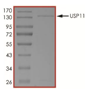SDS-PAGE - Recombinant human USP11 protein (Tagged) (AB269114)