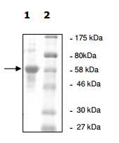 SDS-PAGE - Recombinant human USP14/TGT protein (AB198432), expandable thumbnail