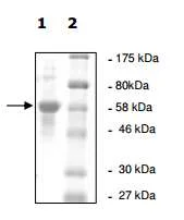 SDS-PAGE - Recombinant human USP14/TGT protein (AB198432)