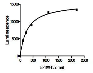Functional Studies - Recombinant human USP14/TGT protein (DDDDK tag N-Terminus) (AB198432)