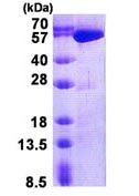 SDS-PAGE - Recombinant Human USP14/TGT protein (His tag N-Terminus) (AB139775)