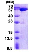SDS-PAGE - Recombinant Human USP14/TGT protein (His tag N-Terminus) (AB139775)