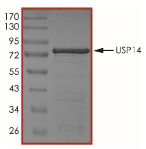 SDS-PAGE - Recombinant Human USP14/TGT protein (Tagged) (AB269115), expandable thumbnail