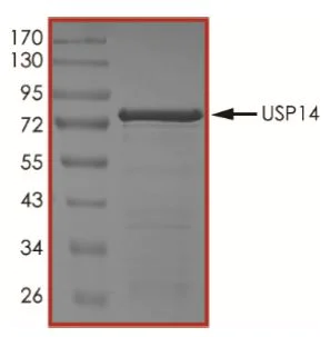 SDS-PAGE - Recombinant Human USP14/TGT protein (Tagged) (AB269115)
