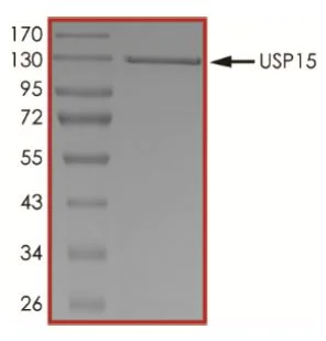 SDS-PAGE - Recombinant human USP15 protein (Active) (AB269116)