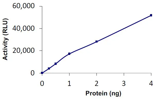Functional Studies - Recombinant human USP15 protein (Active) (GST tag N-Terminus) (AB269116)