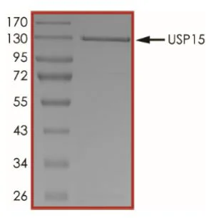 SDS-PAGE - Recombinant human USP15 protein (Active) (GST tag N-Terminus) (AB269116)