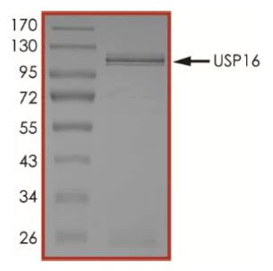 SDS-PAGE - Recombinant human USP16 protein (Active) (AB269117)
