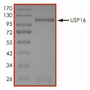 SDS-PAGE - Recombinant human USP16 protein (Active) (GST tag N-Terminus) (AB269117)