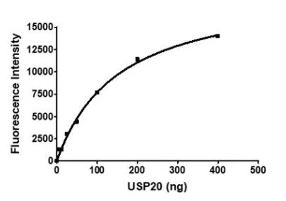 Functional Studies - Recombinant human USP20 protein (6x His N-Terminus + DDDDK tag C-Terminus) (AB271783)