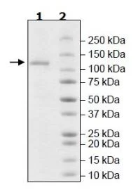 SDS-PAGE - Recombinant human USP20 protein (6x His N-Terminus + DDDDK tag C-Terminus) (AB271783)