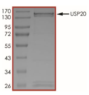 SDS-PAGE - Recombinant human USP20 protein (Active) (AB269119), expandable thumbnail