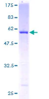SDS-PAGE - Recombinant Human USP24 protein (GST tag N-Terminus) (AB153221)