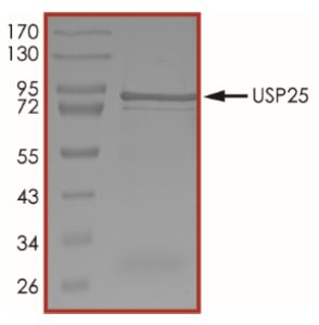 SDS-PAGE - Recombinant Human USP25 protein (Tagged) (AB269120)