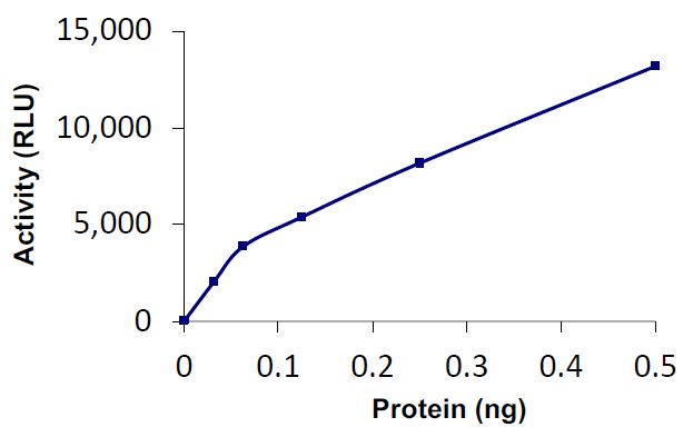 Functional Studies - Recombinant human USP28 protein (Active) (AB269121), expandable thumbnail