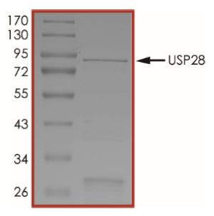 SDS-PAGE - Recombinant human USP28 protein (Active) (AB269121), expandable thumbnail