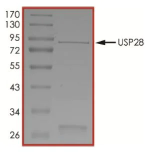 SDS-PAGE - Recombinant human USP28 protein (Active) (AB269121)