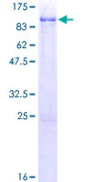 SDS-PAGE - Recombinant Human USP28 protein (GST tag N-Terminus) (AB163618)