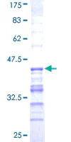 SDS-PAGE - Recombinant Human USP31 protein (GST tag N-Terminus) (AB163562)