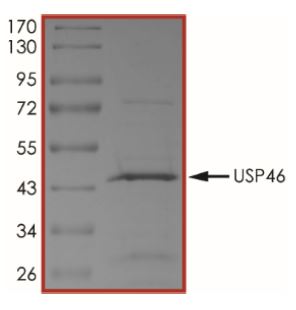 SDS-PAGE - Recombinant Human USP46 protein (His tag N-Terminus) (AB269123)