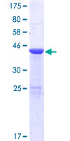 SDS-PAGE - Recombinant Human USP47 protein (GST tag N-Terminus) (AB162936)