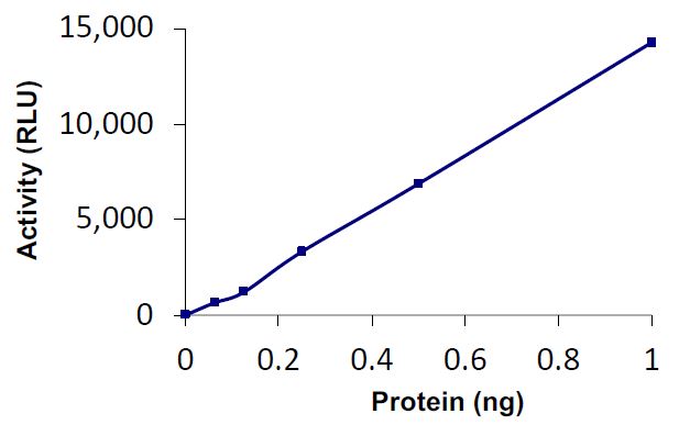 Functional Studies - Recombinant human USP5 protein (Active) (AB269124), expandable thumbnail