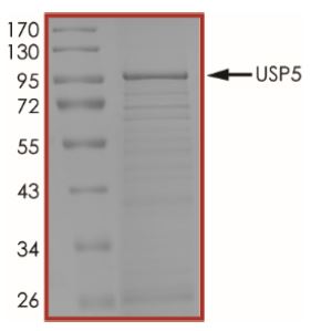 SDS-PAGE - Recombinant human USP5 protein (Active) (AB269124), expandable thumbnail