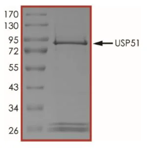 SDS-PAGE - Recombinant Human USP51 protein (GST tag N-Terminus) (AB269125)