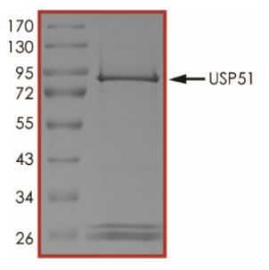 SDS-PAGE - Recombinant Human USP51 protein (Tagged) (AB269125), expandable thumbnail