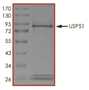 SDS-PAGE - Recombinant Human USP51 protein (Tagged) (AB269125)