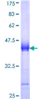 SDS-PAGE - Recombinant Human Utrophin protein (GST tag N-Terminus) (AB159789)