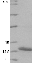 SDS-PAGE - Recombinant Human VAMP1 protein (AB63841), expandable thumbnail