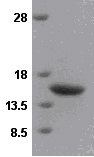 SDS-PAGE - Recombinant Human VAMP2 protein (AB49001)