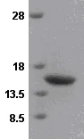 SDS-PAGE - Recombinant Human VAMP2 protein (His tag N-Terminus) (AB49001)