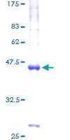 SDS-PAGE - Recombinant Human VAMP4 protein (GST tag N-Terminus) (AB275912)
